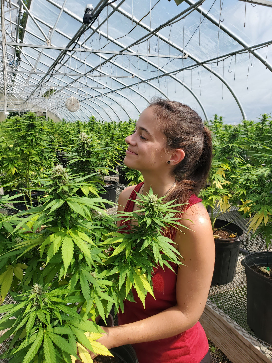 How to Grow Cannabis from Seed