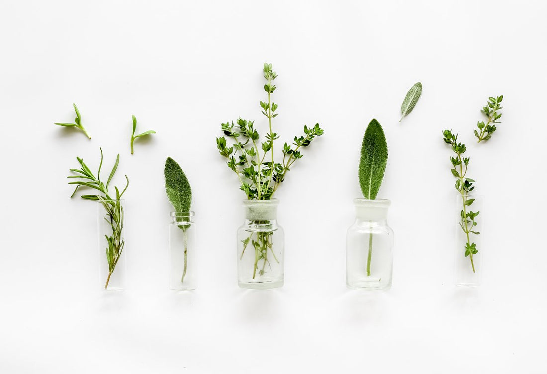 Exploring the Healing Power of Essential Oils - Luna Wolf