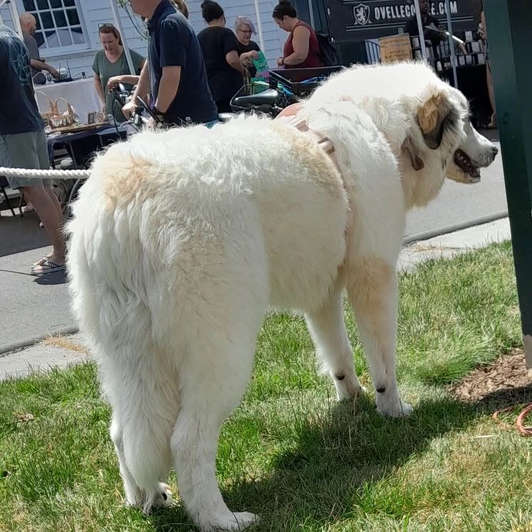 Animal we helped